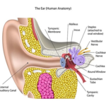 What Is The Function of the Cochlea?