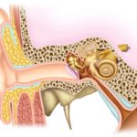 What Is the Function of the Auditory Ossicles?