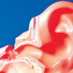 What is the Function of the Outer Ear?